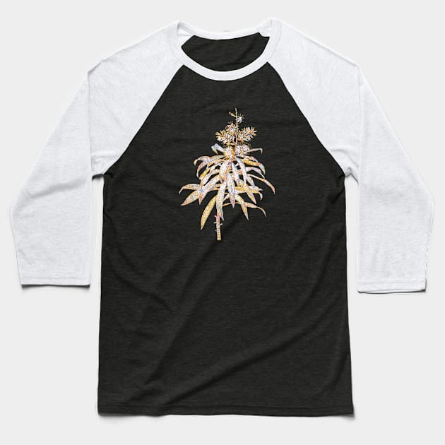Gold Prism Mosaic Pleomele Botanical Illustration Baseball T-Shirt by Holy Rock Design